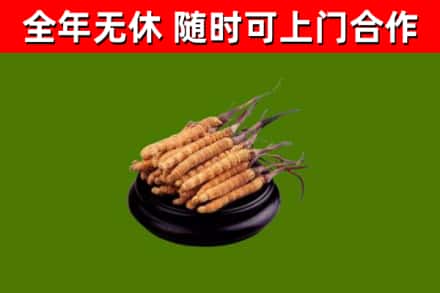 尖草坪区回收冬虫夏草