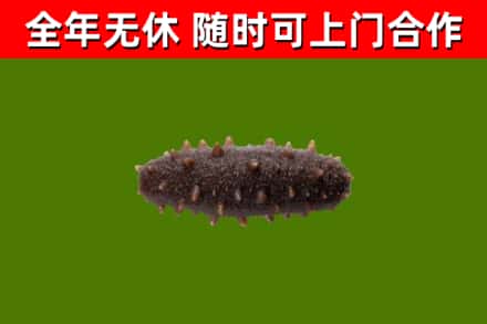 尖草坪区回收海参干